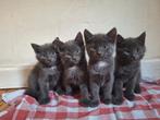 Nog 1 super schattig poesje!, Dieren en Toebehoren, Katten en Kittens | Raskatten | Korthaar, Meerdere dieren, Ontwormd, 0 tot 2 jaar