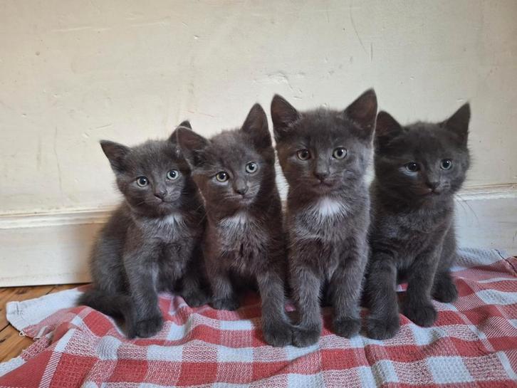 Nog 1 super schattig poesje!, Dieren en Toebehoren, Katten en Kittens | Raskatten | Korthaar, Meerdere dieren, 0 tot 2 jaar, Ontwormd