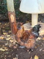 Gratis prachtige lieve zijdehoenhaantjes, Dieren en Toebehoren, Pluimvee, Mannelijk, Kip