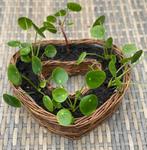 PANNENKOEK planten (Pilea Peperomiodes)..eigen thuis-kweek!, Ophalen, Overige soorten, Halfschaduw, Minder dan 100 cm