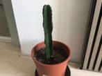 Cactus, Huis en Inrichting, Kamerplanten, Ophalen, Cactus, Volle zon, Minder dan 100 cm