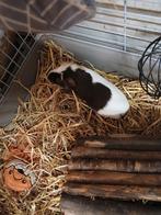 Lief cavia beertje, Cavia, Mannelijk, November, Tam