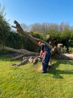 Gratis bomen zagen/kappen in ruil voor hout, Tuin en Terras, Ophalen of Verzenden, Volle zon, Overige soorten