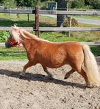 Te koop.  Shetlander merrie, Dieren en Toebehoren, Pony's, Merrie, A pony (tot 1.17m), 3 tot 6 jaar