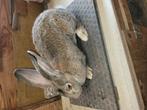Raszuivere vlaamse reuzen, Dieren en Toebehoren, Vrouwelijk, Groot, 0 tot 2 jaar