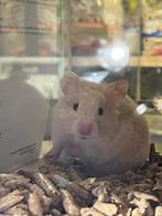 Goudhamsters | Jonge hamsters | Goed tam te maken