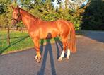 Grote stoere 4 jarige ruin, Dieren en Toebehoren, Paarden, Springpaard, Gechipt, Ruin, Zadelmak
