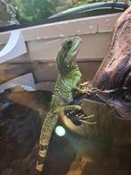 Gezocht wateragame, Dieren en Toebehoren, Reptielen en Amfibieën, Hagedis, 0 tot 2 jaar