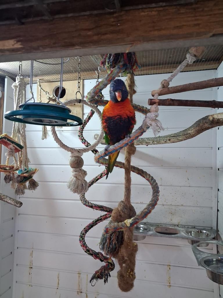 Lori, Dieren en Toebehoren, Vogels | Parkieten en Papegaaien, Mannelijk, Papegaai