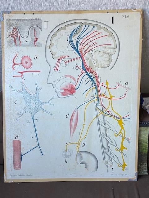 Medische wandplaten oa Bloedsomloop, gebit, hoofd, Ophalen of Verzenden, Natuur en Biologie