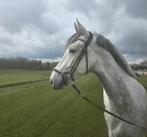 Talentvolle 4jr merrie – Magnifiek x Waldemar, Merrie, Met stamboom, Dressuurpaard, Zadelmak