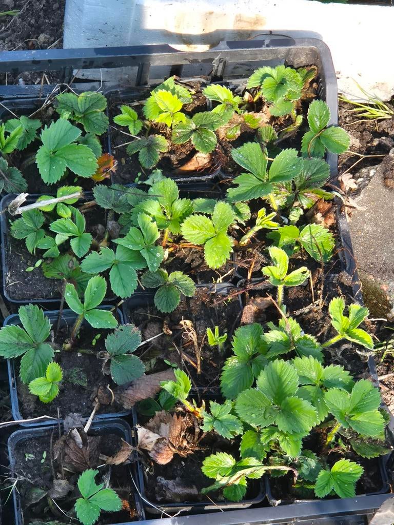Bio Aardbeien Korona, Ophalen of Verzenden, Volle zon