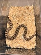 Diverse haakneuzen, Dieren en Toebehoren, Slang, 0 tot 2 jaar