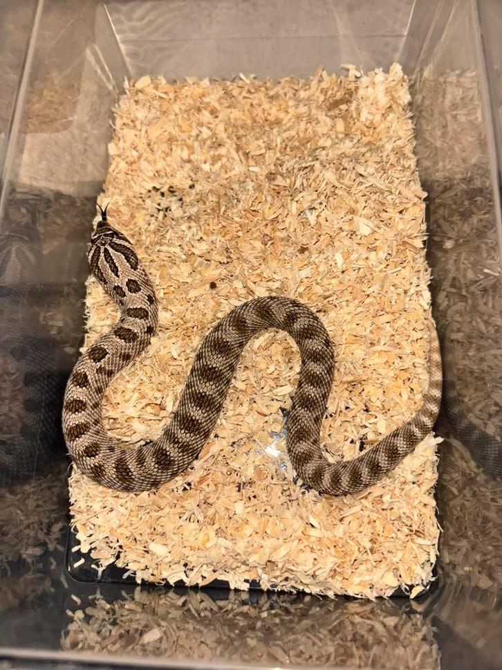 Diverse haakneuzen, Dieren en Toebehoren, Reptielen en Amfibieën, Slang, 0 tot 2 jaar