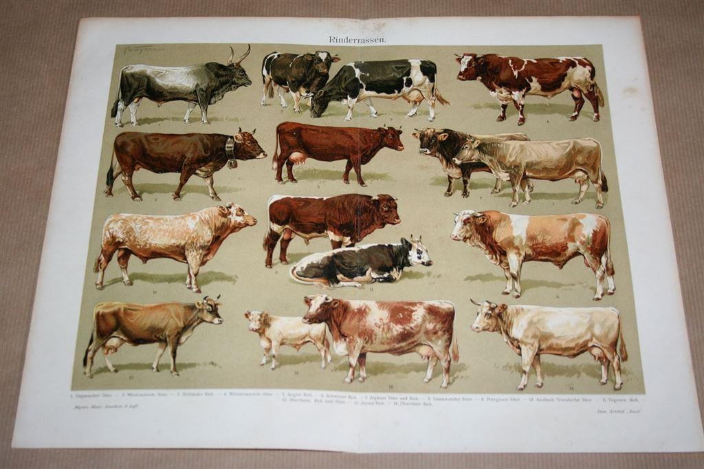 Antieke kleurenlitho - Runderen [rassen] - Ca 1900, Ophalen of Verzenden
