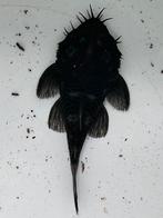 Medusa Pleco |Ancistrus ranunculus | L034 - wildvang, Dieren en Toebehoren, Vis