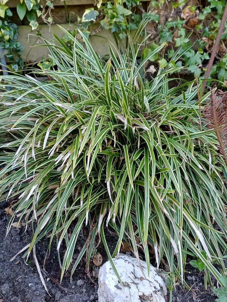 Japanse zegge.  Siergras, Ophalen