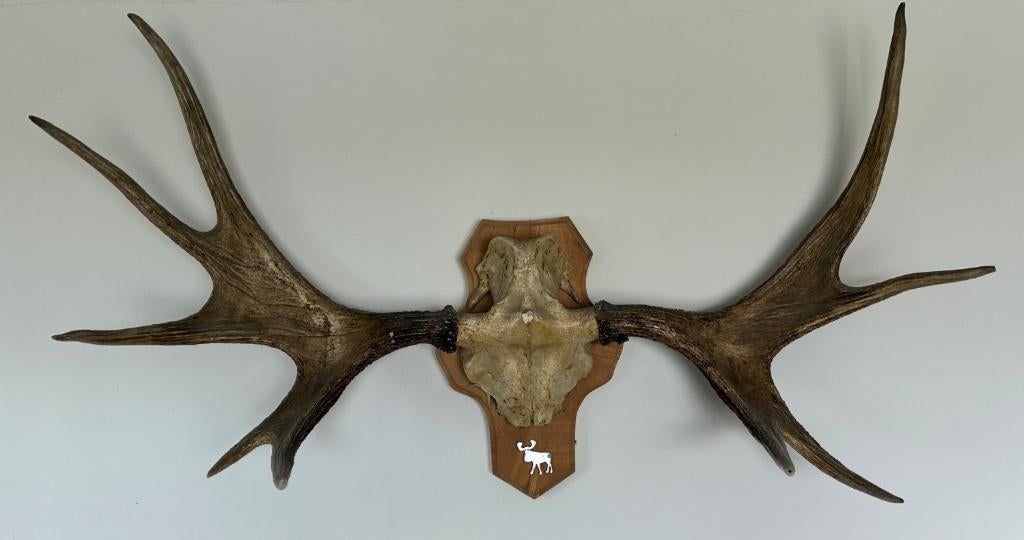 Gewei van een Eland, Verzamelen, Dierenverzamelingen, Ophalen, Zo goed als nieuw, Overige soorten, Gewei of Kop