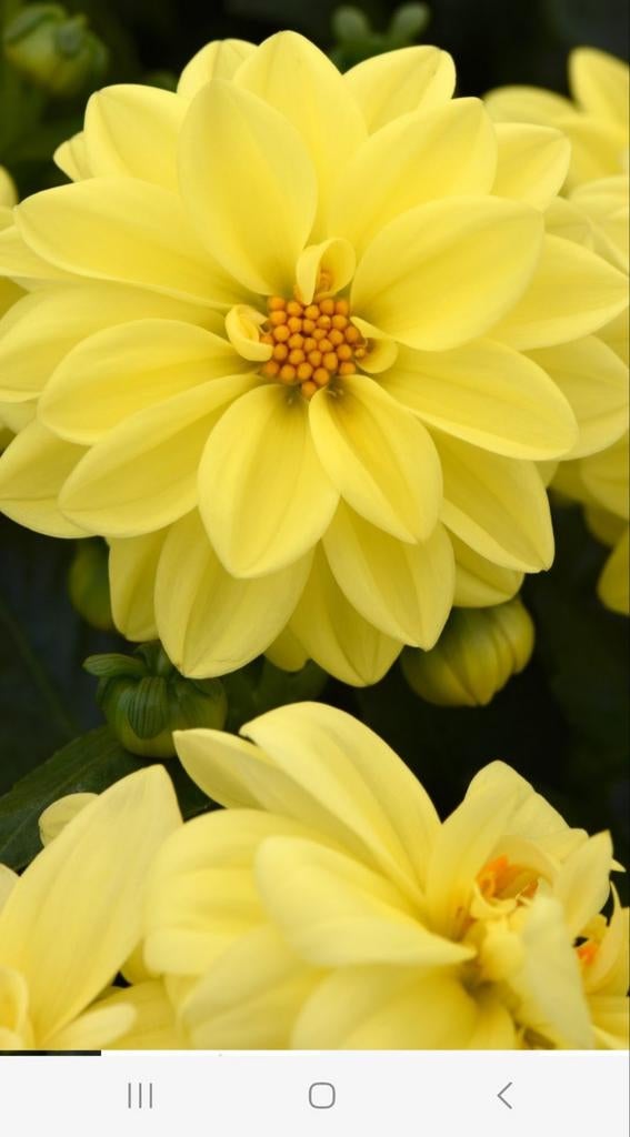 Grote, hoge, gele dahlia knollen., Tuin en Terras, Bloembollen en Zaden, Ophalen, Volle zon, Knol