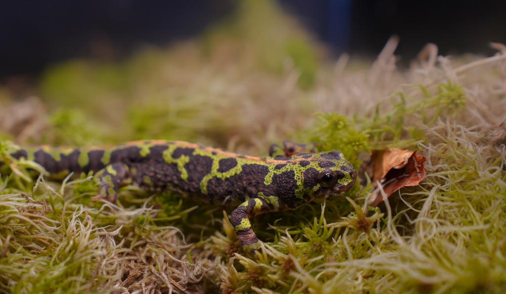 Ik bied Triturus, Tylototriton, Cynops, Dieren en Toebehoren, Reptielen en Amfibieën