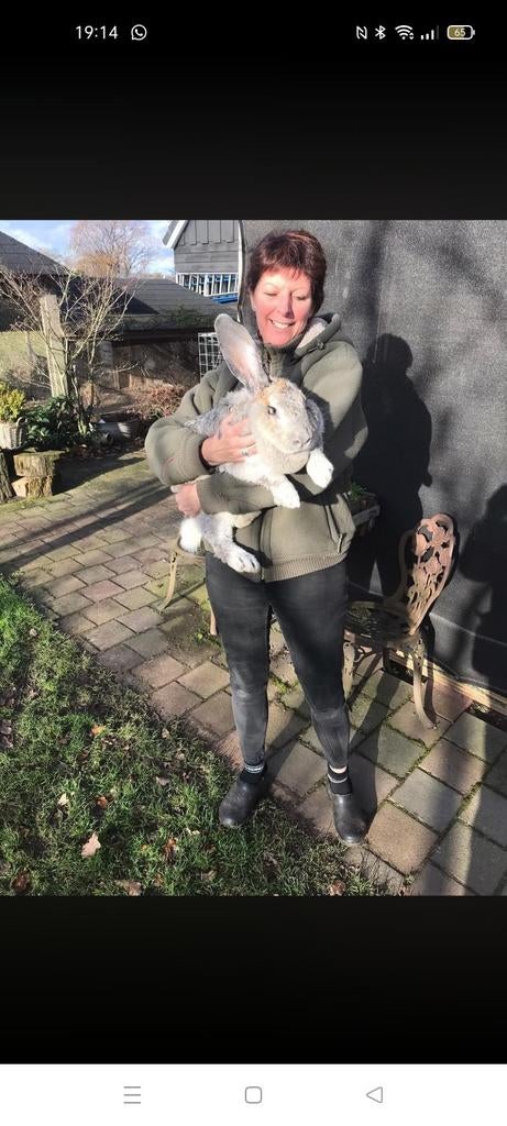 Duitse reus konijn gezocht, Meerdere dieren, Groot