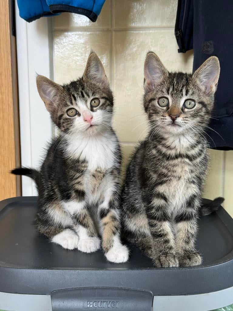 2 prachtige katertjes van 9 weken oud, Kater, Kortharig, 0 tot 2 jaar
