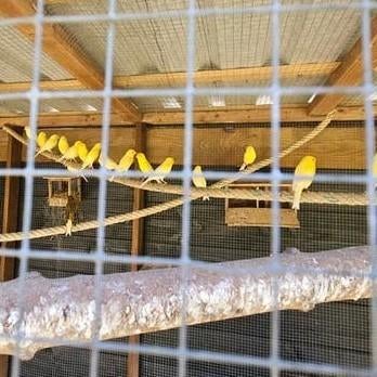 Te koop: Gele kanaries, Dieren en Toebehoren, Vogels | Kanaries, Mannelijk, Kleurkanarie