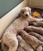 Goldendoodle puppies, 8 tot 15 weken, Meerdere, Meerdere dieren, Middel
