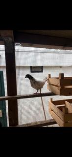 Supper mooi duven, Mannelijk