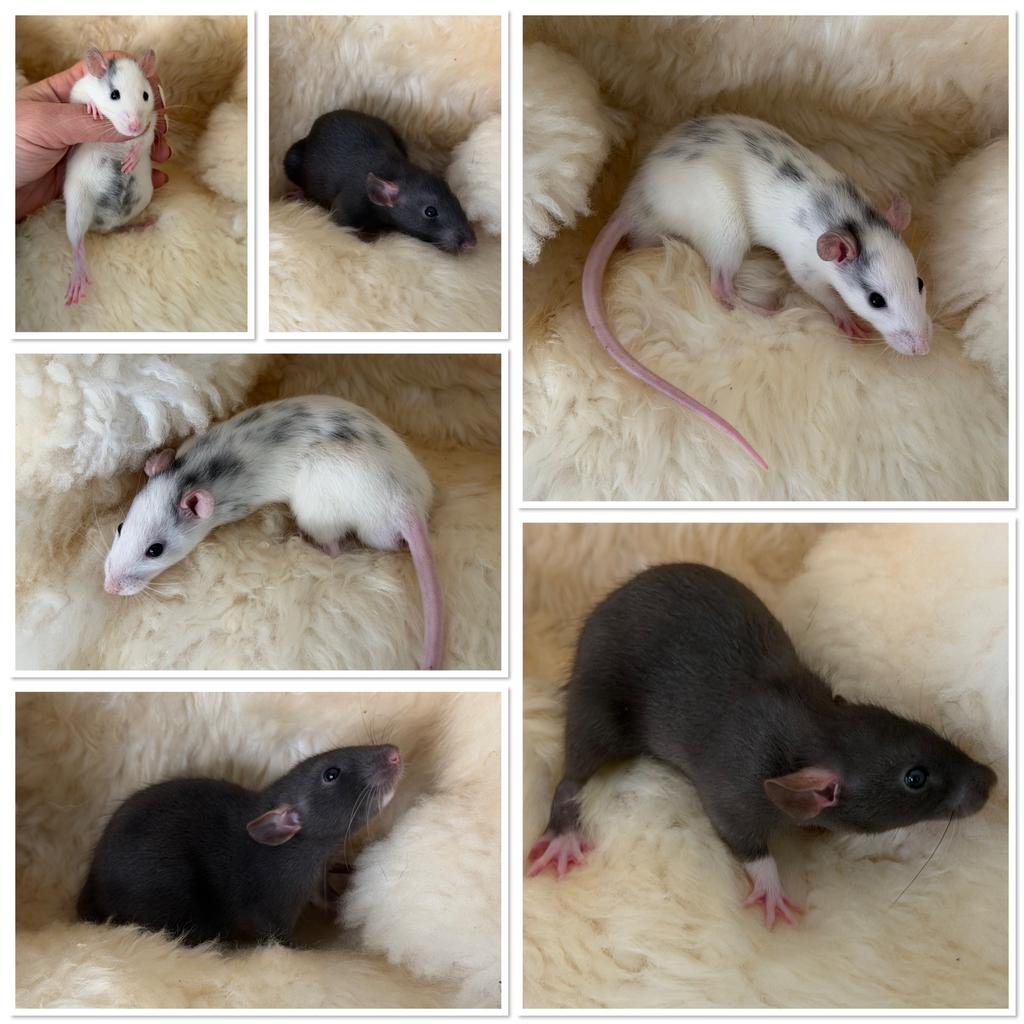 Laatste rittens  (man), Dieren en Toebehoren, Knaagdieren, Rat, Mannelijk, Januari, Tam