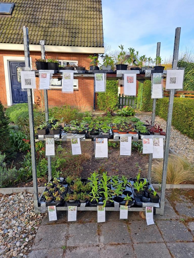 Vandaag de hele dag vaste plantenverkoop in Gieten, Ophalen, Overige soorten, Volle zon