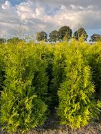 Thuja brabant, Ophalen of Verzenden, Conifeer, 100 tot 250 cm