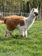 Knappe bonte alpaca merrie veulen 6 mnd, September, Vrouwelijk