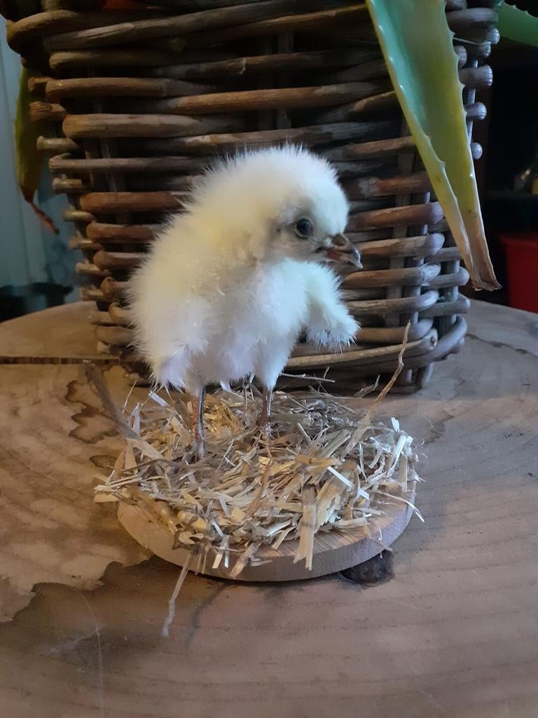 Opgezette "kippenkuiken" op ronde voet taxidermie,taxidermy, Ophalen of Verzenden, Zo goed als nieuw, Boerderijdier, Opgezet dier