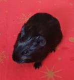 2 jonge cavia zeugjes, Dieren en Toebehoren, December, Vrouwelijk, Cavia