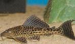 diverse meervallen van 5 tot 20cm  gratis afhalen, Dieren en Toebehoren, Vissen | Aquariumvissen, Vis, Zoetwatervis