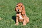 Engelse Cocker Spaniël pups te koop, 15 weken tot 1 jaar, Buitenland, Parvo, Meerdere