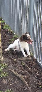 Te koop mooie Choco Merle kruising shelty x Pomeriaan, Dieren en Toebehoren, Parvo, Nederland, 1 tot 2 jaar, Teef