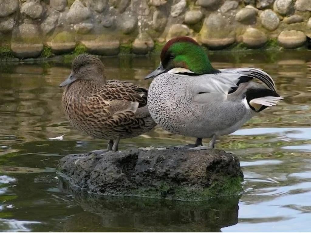 aangeboden sikkeleend / bronskopeend woerd / vrouw gezocht, Dieren en Toebehoren, Pluimvee, Mannelijk, Eend