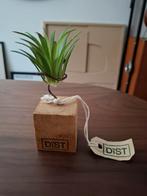 DIST standaard met kunststof tillandsia, Ophalen