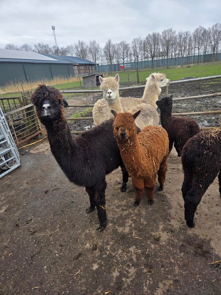 Tekoop alpacas, Dieren en Toebehoren, April, Meerdere dieren
