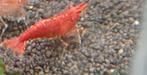 Hobbyaquarium  Red fire garnalen / mooi op kleur, Kreeft, Krab of Garnaal, Zoetwatervis, Schoolvis