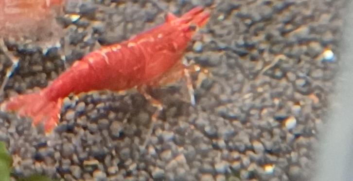 Hobbyaquarium  Red fire garnalen / mooi op kleur, Dieren en Toebehoren, Vissen | Aquariumvissen, Zoetwatervis, Kreeft, Krab of Garnaal