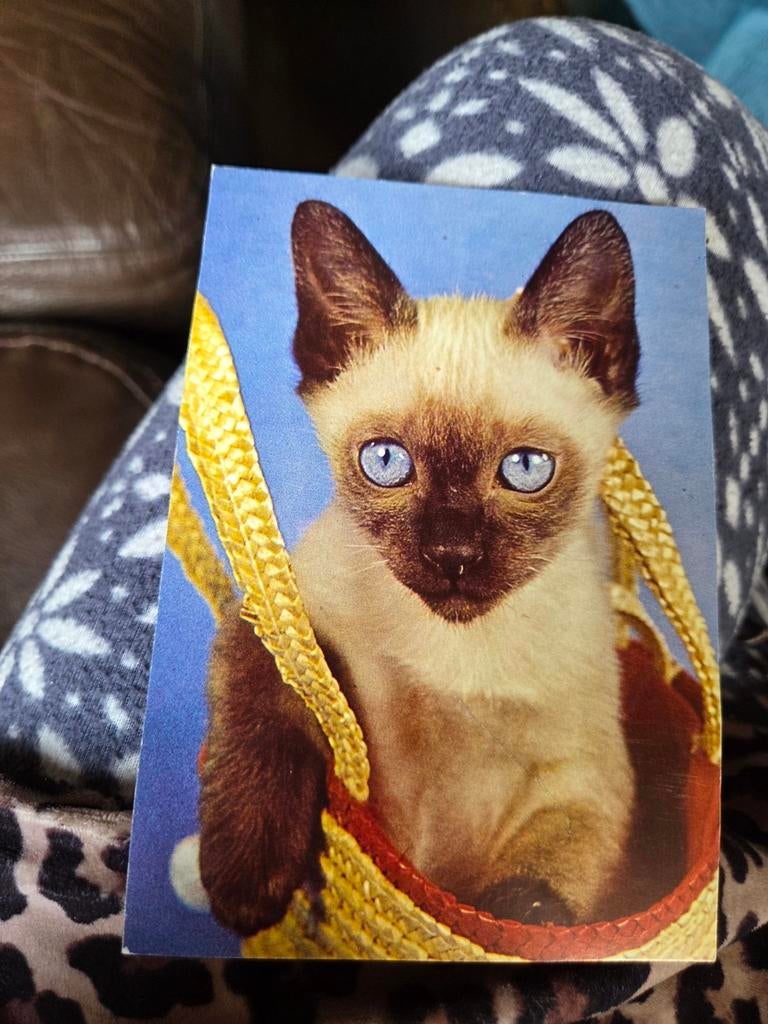 Vintage Ansichtkaart: Schattige Siamees Kat in Mand, Ophalen of Verzenden, 1960 tot 1980, Ongelopen, Hond of Kat