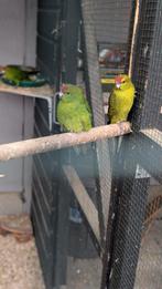 Kakariekis, Dieren en Toebehoren, Vogels | Parkieten en Papegaaien, Mannelijk, Parkiet