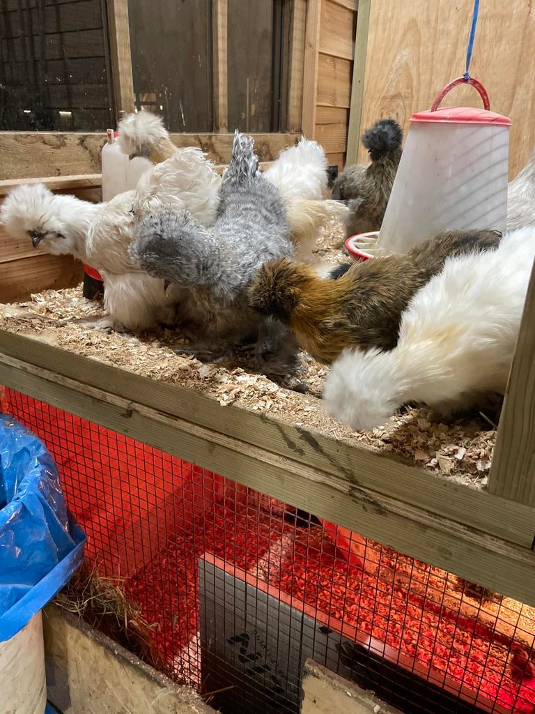 Leuke zijderhoender kippen, Vrouwelijk, Kip