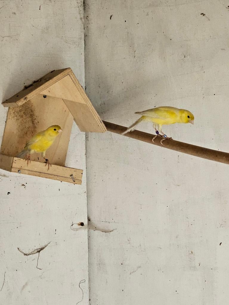 2 MOOIE  WATERSLAGER ZANGKANARIES., Dieren en Toebehoren, Vogels | Kanaries, Mannelijk, Zangkanarie