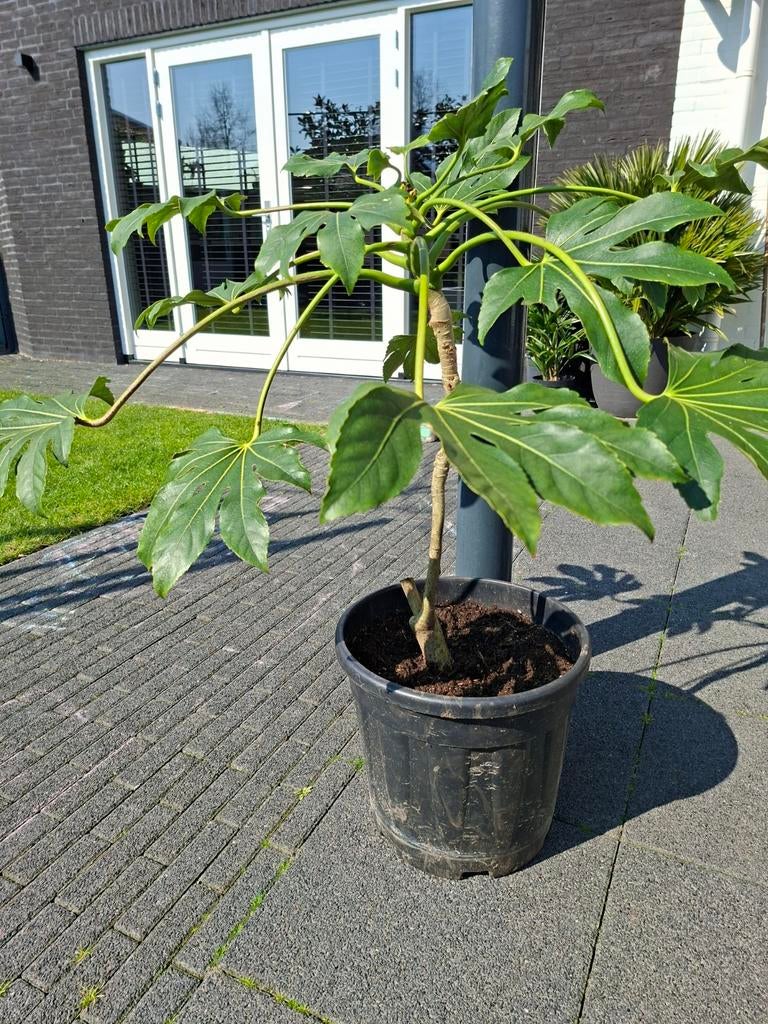 Grote Fatsia japonica (vingerplant) in 30 cm pot!, Tuin en Terras, Bloeit niet, Halfschaduw, Minder dan 100 cm, Overige soorten