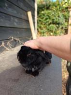 Konijn - gratis, Dieren en Toebehoren, Mannelijk, Middelgroot, 3 tot 5 jaar