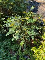 Diverse planten en struiken voor uw tuin, Tuin en Terras, Ophalen, Overige soorten, Struik, Minder dan 100 cm